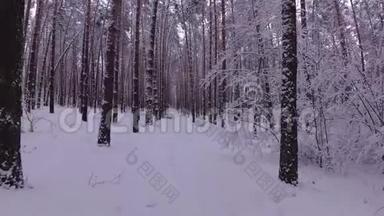 白雪覆盖的树丛，冬林漫步